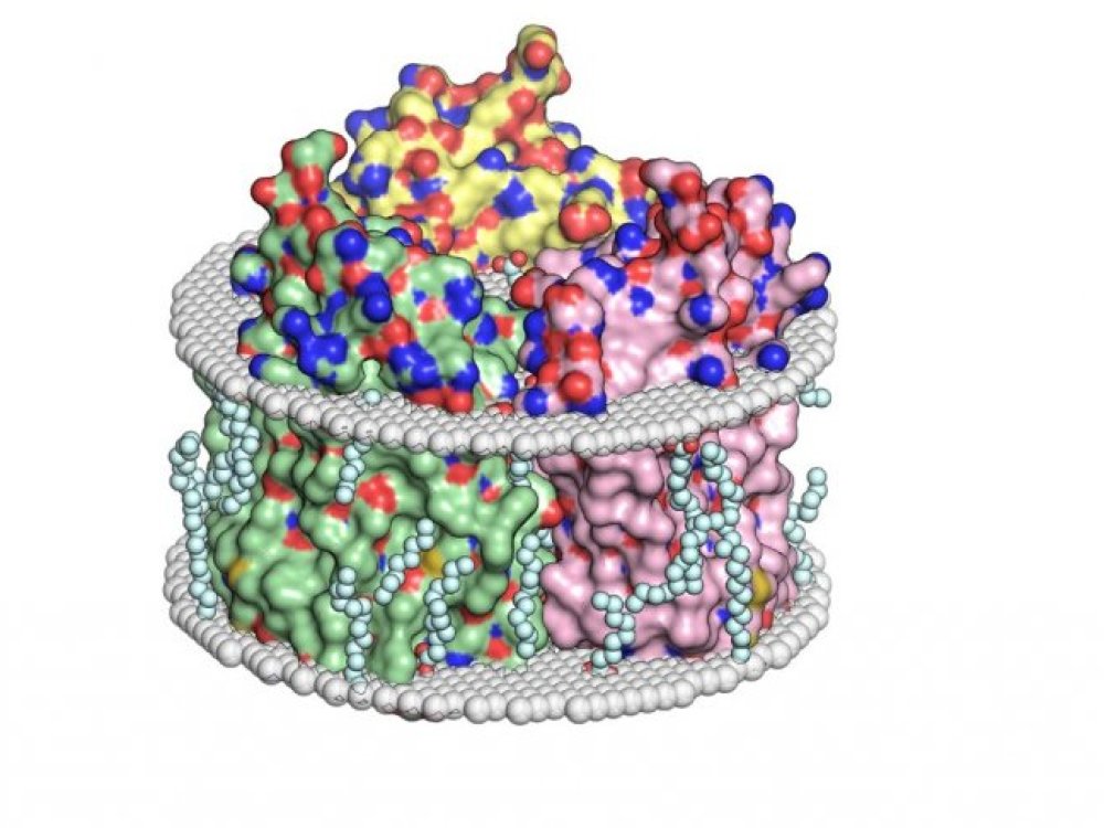 Модель молекул SyHR в липидном бислое. Источник: Nature Communications