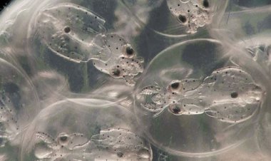 Нервная система головоногих развивается почти так же, как у позвоночных