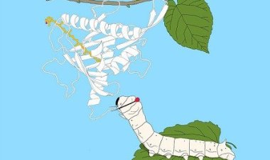 Структура белка из шелкопряда подсказала ученым, как защитить зрение человека