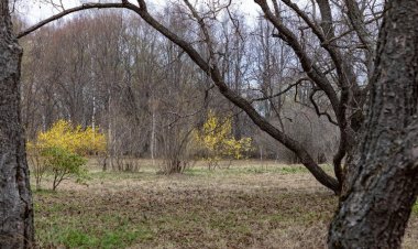 Учёные разрабатывают продвинутые методики изучения структуры лесных экосистем