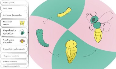 Генетики из Сколтеха узнали, что общего у куколки с эмбрионом