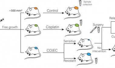 Ученые определили, почему нейробластома бывает устойчивой к лечению