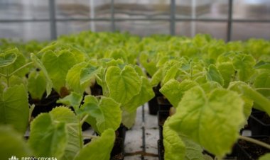 Ученые КФУ клонируют растения для сельского хозяйства