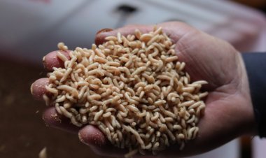 Личинки мясной мухи могут стать одним из компонентов корма для аквакультуры