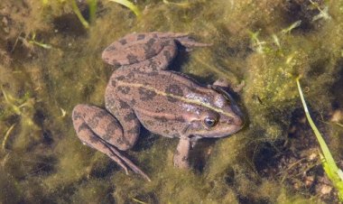 Популяция амфибий резко сократилась за последние три года