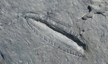 Исследование: чем и как питались ранние животные более 550 миллионов лет назад