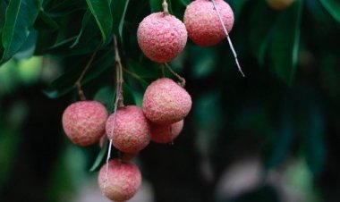 Порошок из кожуры личи способен удалить из сточных вод стойкий краситель