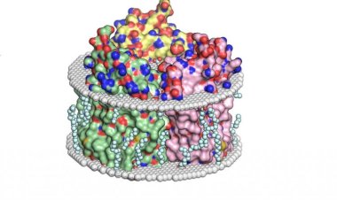 Ученые МФТИ пролили свет на перенос ионов живыми клетками