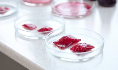 Ученые ДВФУ разработали SMART-упаковку для определения свежести продуктов