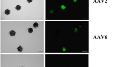 Ученые разработали эффективный способ редактирования генома коров
