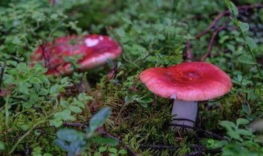 Биологи МГУ прочитали первые геномы родственников грибов