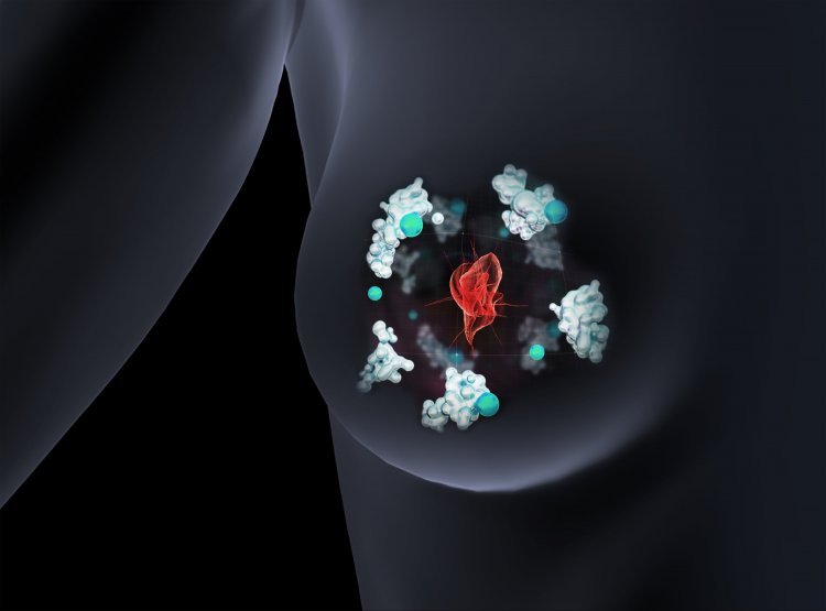 Связывающие медь белки — новая мишень для борьбы с раком