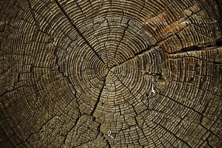Ученые прочитали «климатическое прошлое» Поволжья по годичным кольцам деревьев