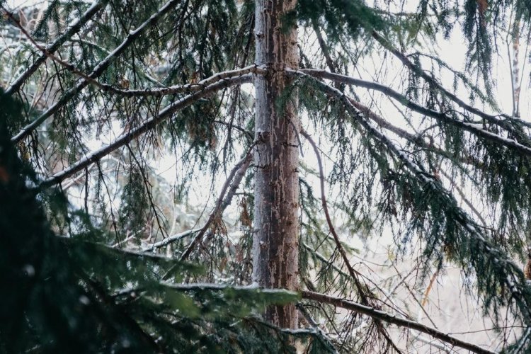 Феромонные ловушки помогут защитить хвойные леса от инвазивных жуков-короедов