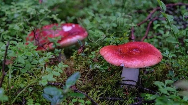 Биологи МГУ прочитали первые геномы родственников грибов