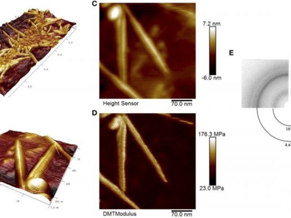 Амилоидные фибриллы белка RopB клубеньковых бактерий, визуализированные при помощи атомной силовой микроскопии