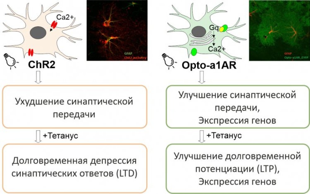 Схема регуляции синаптической передачи в нейронах гиппокампа с помощью разных генетически кодируемых светочувствительных белков в астроцитах. Тетанус — высокочастотная электрическая стимуляция; ChR2 — канальный родопсин, работающий по принципу ионного канала в ответ на световой стимул; Opto-a1AR — синтетический белок, работающий по принципу рецептора в ответ на световой стимул. Источник: Анастасия Бородинова