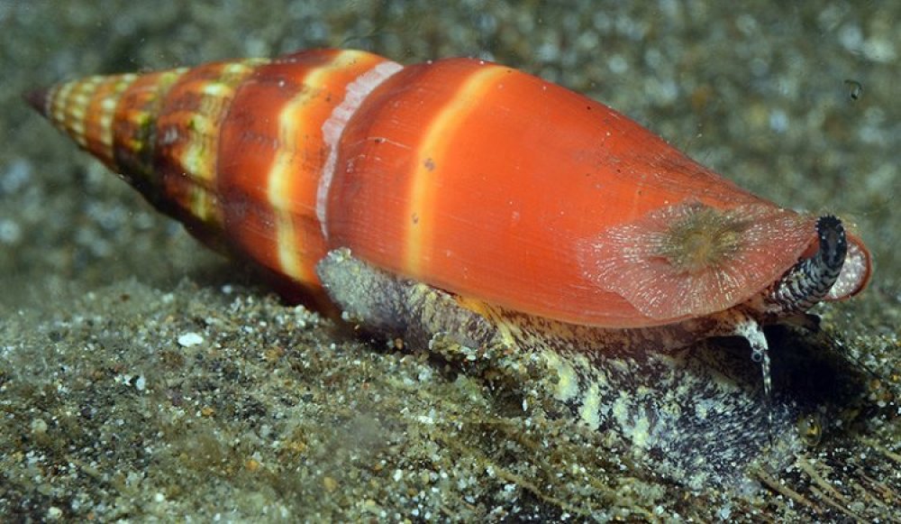Моллюск рода Vexillum