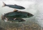 Массовое вымирание помогло костистым рыбам