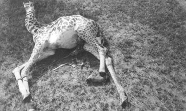 Жирафам грозит вымирание