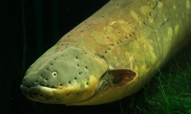 Прирожденный электрошокер