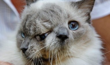 Умер долгожитель среди янус-кошек