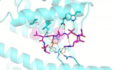 «Фосфатная метка» оказалась важной для регуляции белка, мутация которого вызывает лейкоз
