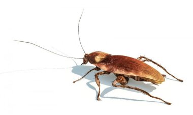 Тараканы видят даже в кромешной темноте