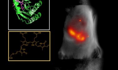 Небольшой светящийся белок позволяет лучше рассмотреть живые ткани