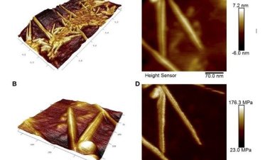 Биологи обнаружили, что амилоиды участвуют в важных для сельского хозяйства взаимодействиях растений с бактериями