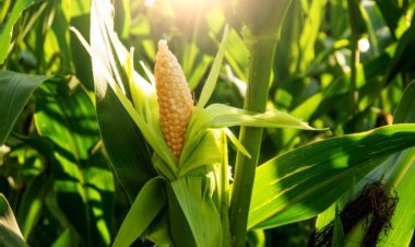 Обнаружен механизм, запускающий гены — в ДНК кукурузы