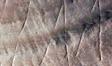 На раковине возрастом 500000 лет найден искусственный узор