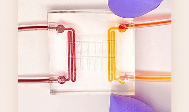 Ученые вызвали приступ у «сердца-на-чипе»