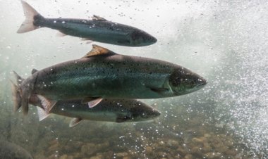 Массовое вымирание помогло костистым рыбам