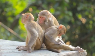 Алкоголь в рационе приматов стал эволюционным преимуществом