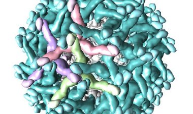 Вирусы позаимствовали узор для своих оболочек из японского искусства плетения корзин