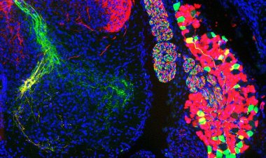 Определены гены, ответственные за проприоцепцию