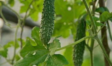 Горький огурец помогает раковым больным