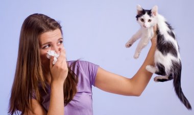 В России создали первую в мире вакцину от аллергии на кошек