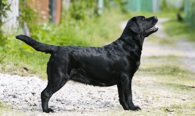 Собаки воспринимают речь так же, как люди