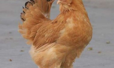 Китай — родина цыплят