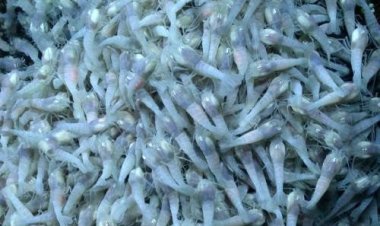 Бактерии Карибского бассейна помогут открыть тайну жизни на других планетах