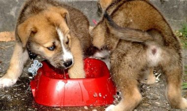 Почему собаки брызгают больше, чем кошки, когда пьют?