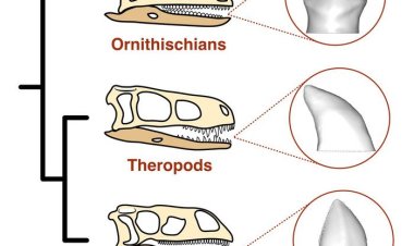 Ранние предки травоядных динозавров были всеядными