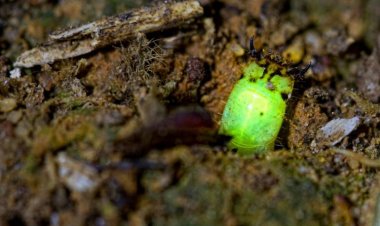 Найдены светящиеся хищные личинки неизвестного вида