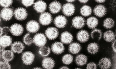 Некоторые вирусы укрепляют наше здоровье