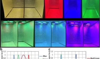 Дальневосточные биологи выяснили, как вырастить хороший урожай рукколы