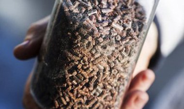 Ученые проанализировали способы «усовершенствования» метанотрофных бактерий