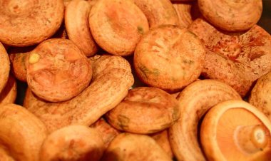 Почему в Австралии не едят рыжики