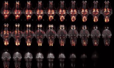 Потерявшаяся рыба находит дорогу благодаря своему «древнему мозгу»